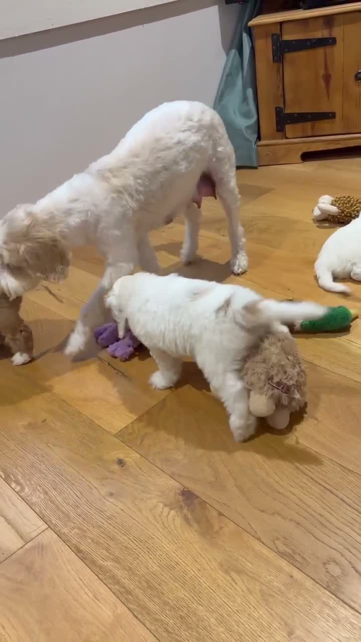 Australian Labradoodle dogs for sale: Stunning multigen Australian labradoodles - Video 1
