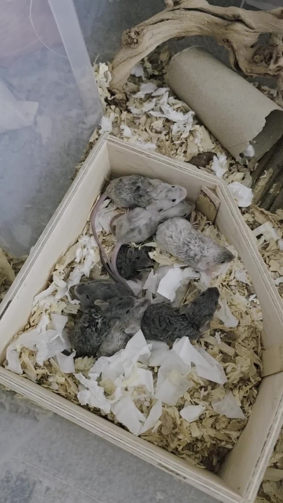Mouse rodents for sale: 3 girls and 5 boys - Video 1