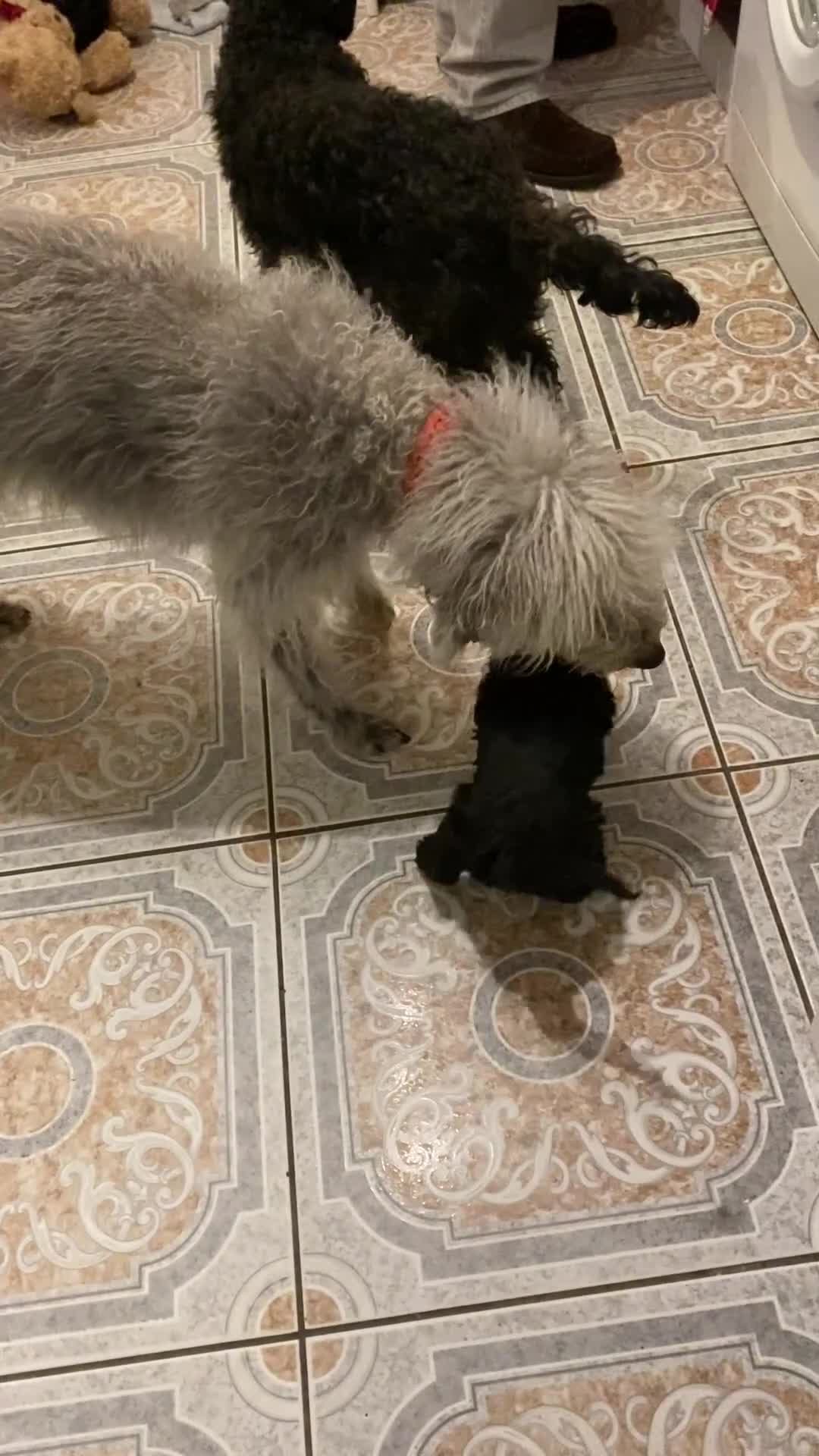 Mixed Breed dogs for sale: BEDLINGTON X COCKERPOO 4 GORGEOUS GIRLS!! - Video 1