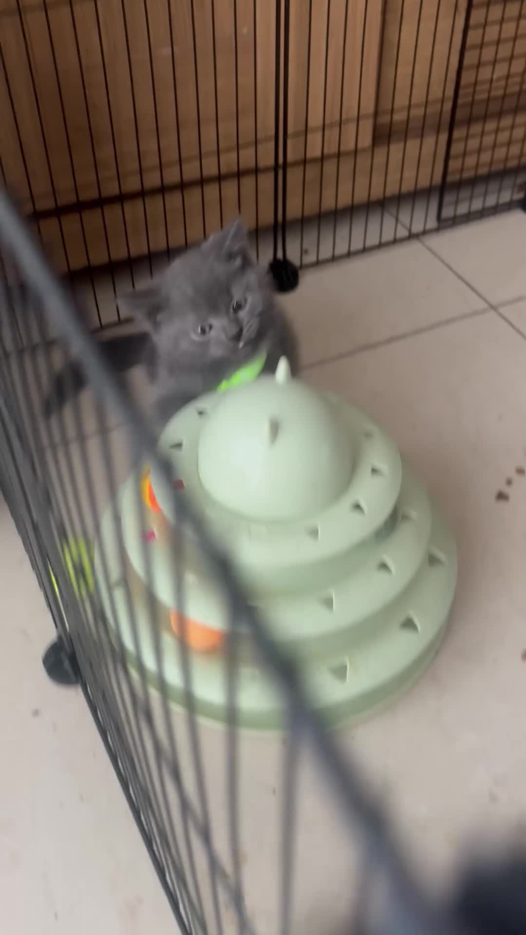 British Shorthair cats for sale: British Shorthair kittens  - Video 1