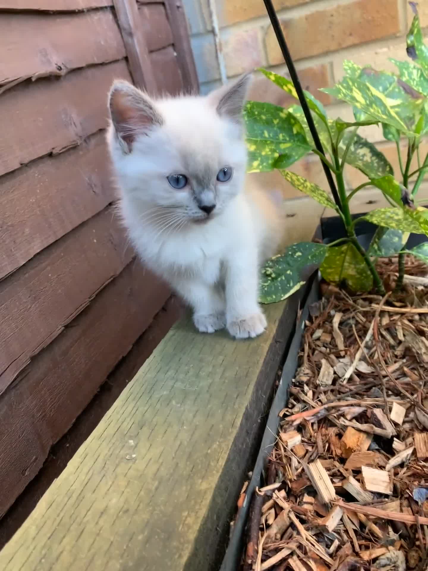 Ragdoll cats for sale: Male/Female Kitten Looking for a Loving  Home in Newport Pagnell - Video 1
