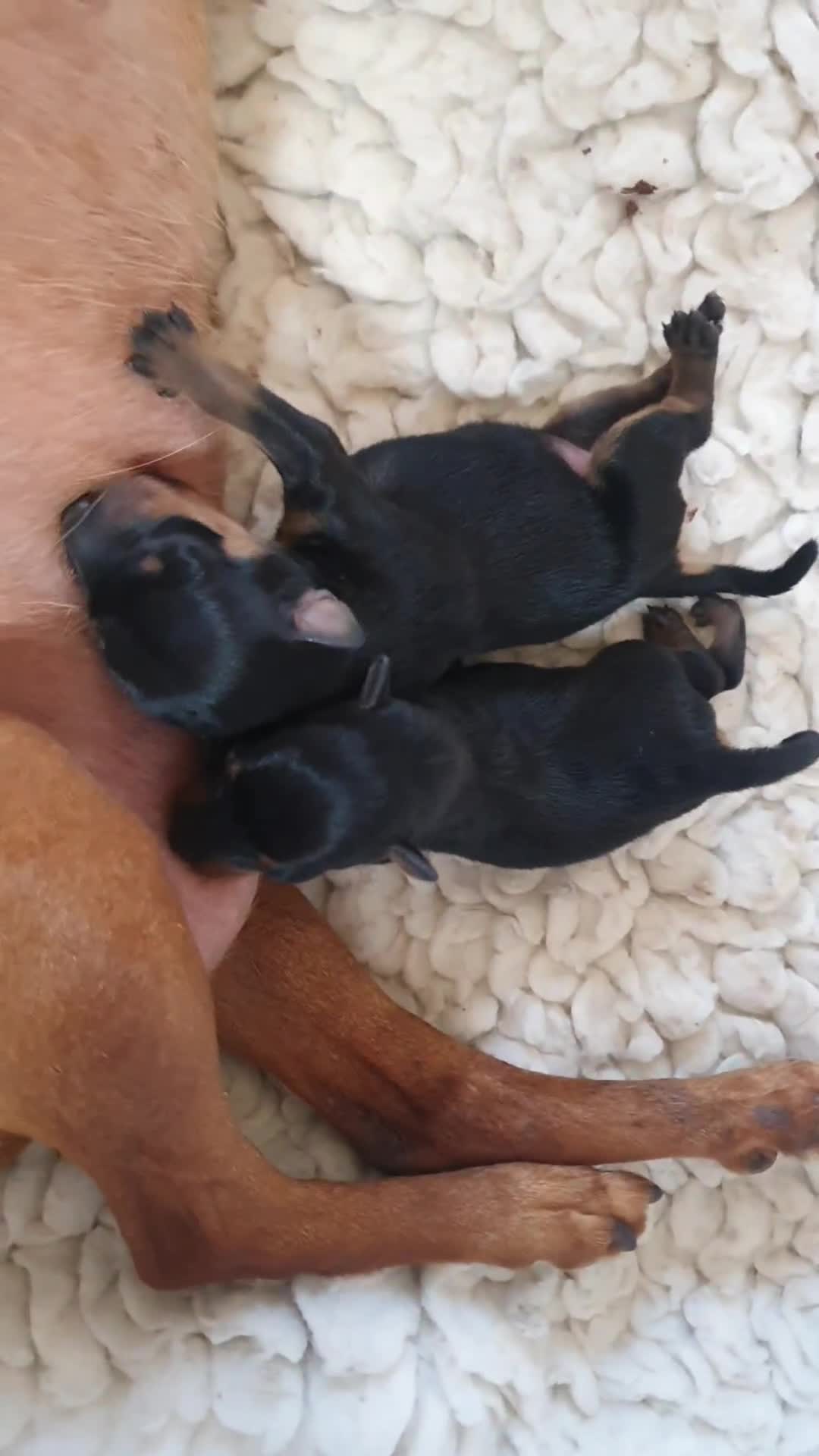 Miniature Pinscher dogs for sale: Miniature Pinscher Last boy pup show potential  - Video 2