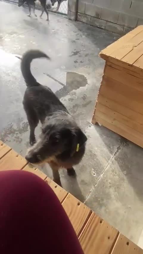 Mixed Breed dogs for adoption: Morag, 8 -9 months. Available for adoption. - Video 2