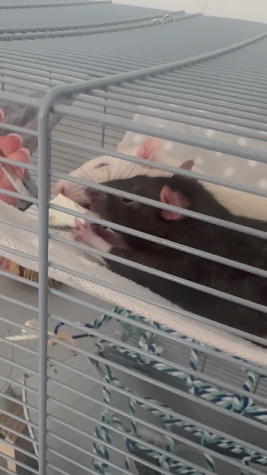 Rat rodents for sale: Rehoming for two male rats  in London - Video 3