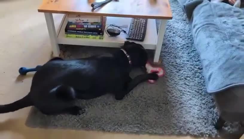 Mixed Breed dogs for adoption: ❤️🐶 DORIS – A BIG SOFT HEART IN A YOUNG BODY - Video 4