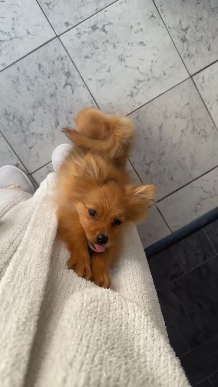 Pomeranian dogs for sale: 🌸 TINY PRINCESS POMPOM 🌸 RED SABLE TEENY TINY 🌸 - Video 1