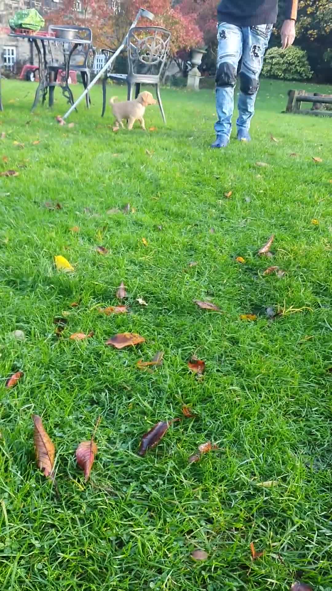 Labrador Retriever dogs for sale: KC Registered Health Tested Red & Black Labs - Video 1