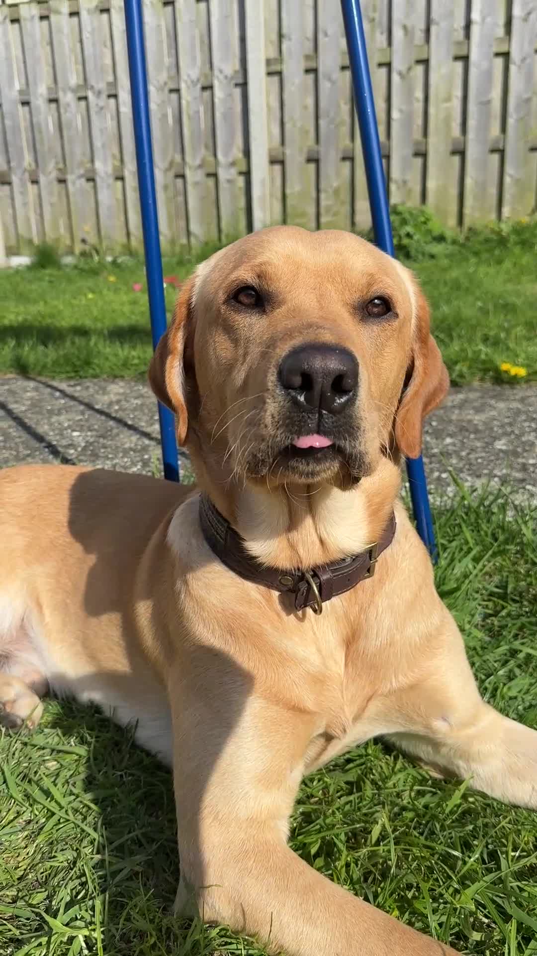 Labrador Retriever dogs for sale: Gorgeous 2 year old boy in Holyhead - Video 1