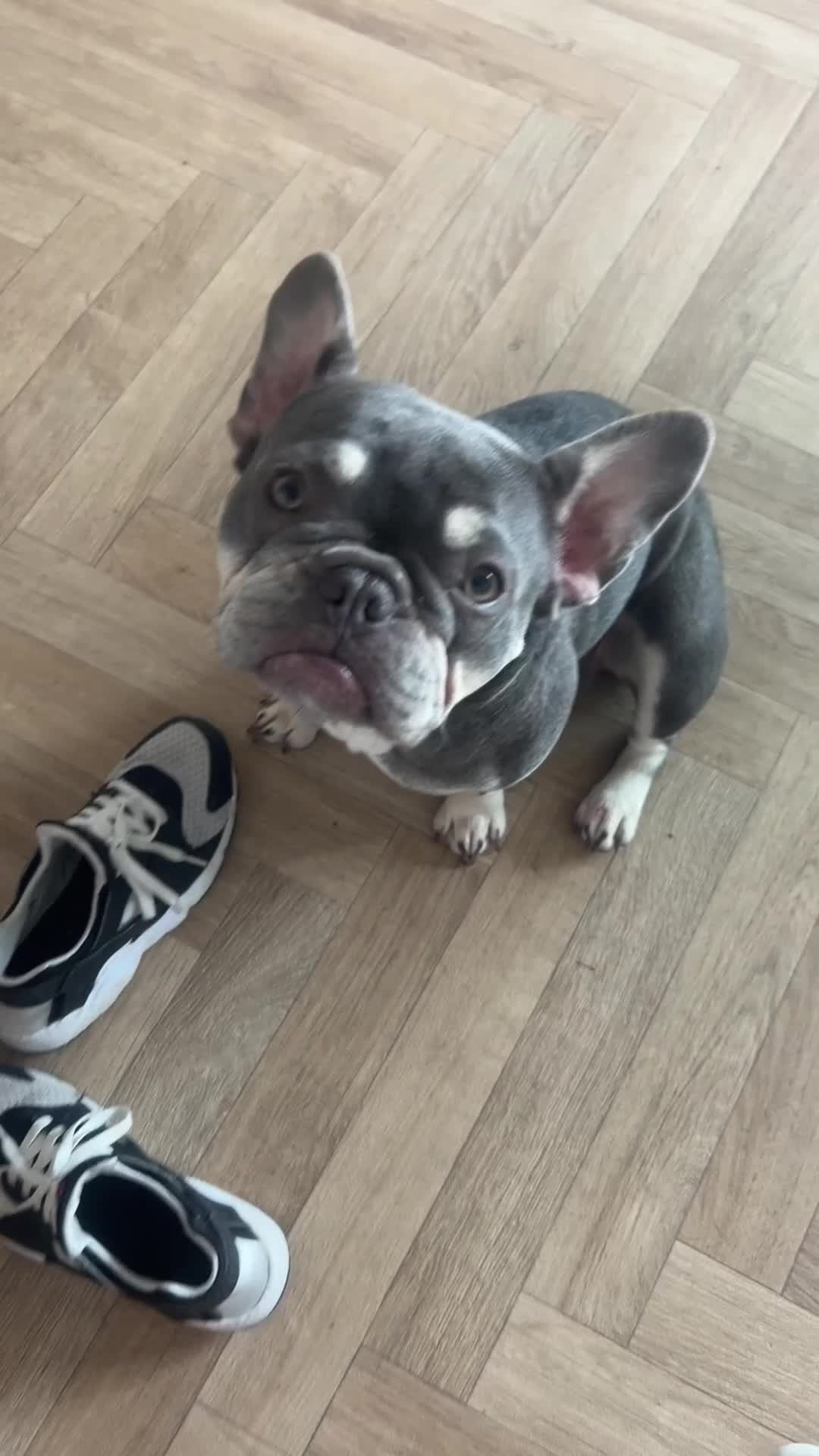 French Bulldog dogs for sale: 2 year old French Bulldog  - Video 1