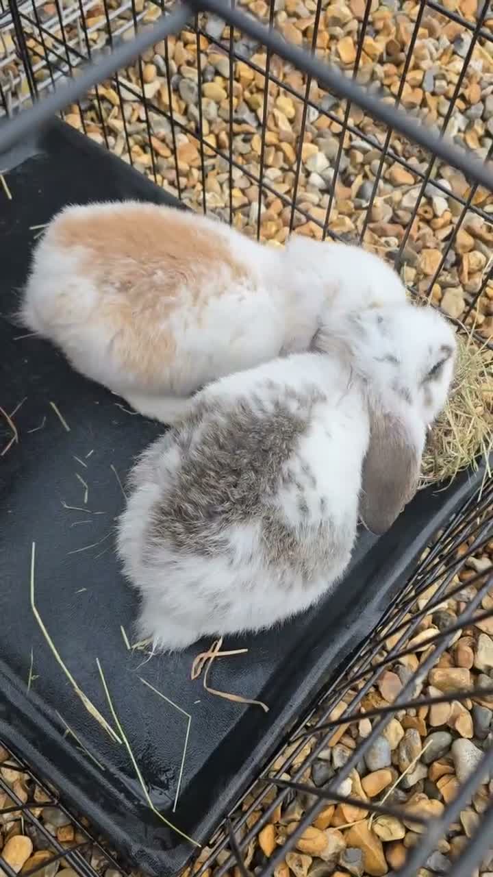 French Lop rabbits for sale: Giant french lop babies - Video 4