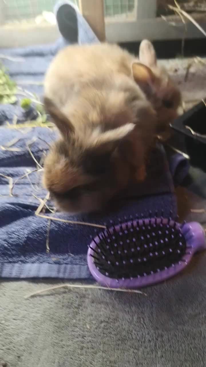 English rabbits for sale: 1 female lionhead baby rabbit bun. - Video 2