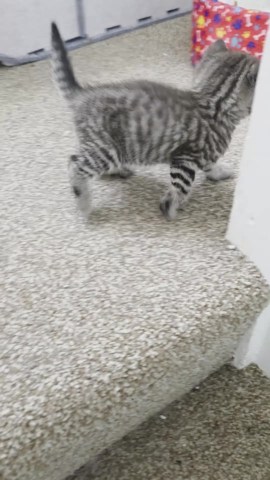 British Shorthair cats for sale: Beautiful Mixed British Shorthair Kittens - Video 1