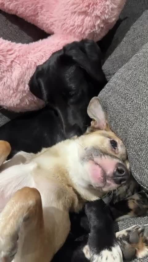 Mixed Breed dogs for adoption: Lovely lily is ready for her forever home - Video 2