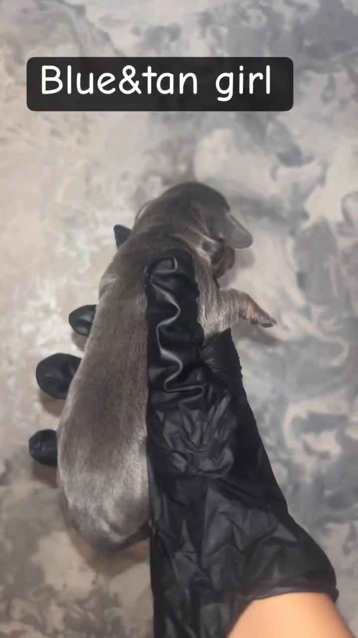 Miniature Dachshund dogs for sale: 5 KC REG TOP BLOODLINE mini dachshunds🔥 - Video 5