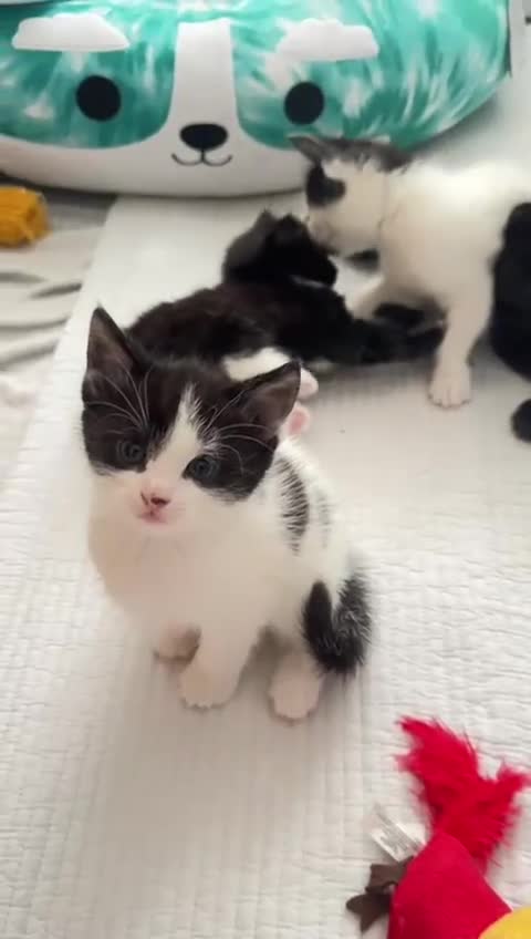 Domestic Shorthair cats for sale: 5 Playful Tuxedo & Black Kittens – Ready Now - Video 3
