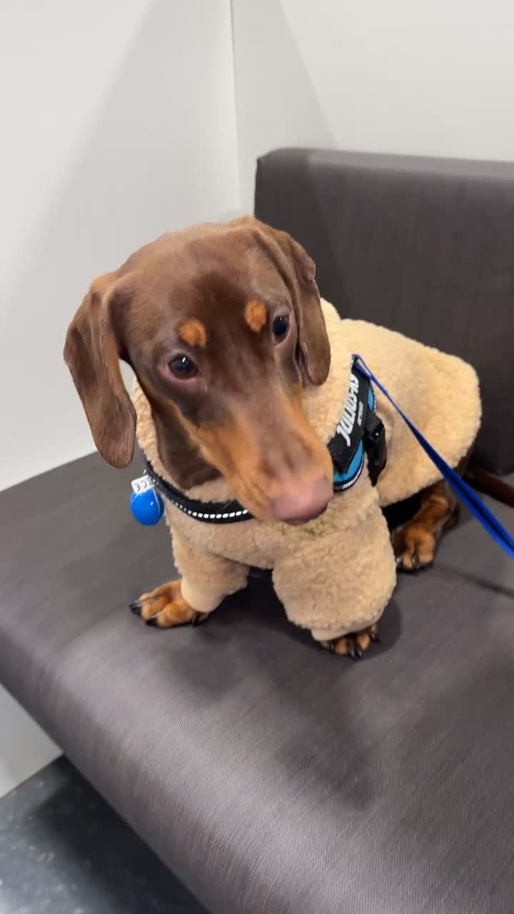 Miniature Dachshund dogs for stud: Miniature dachshund male for stud  - Video 1