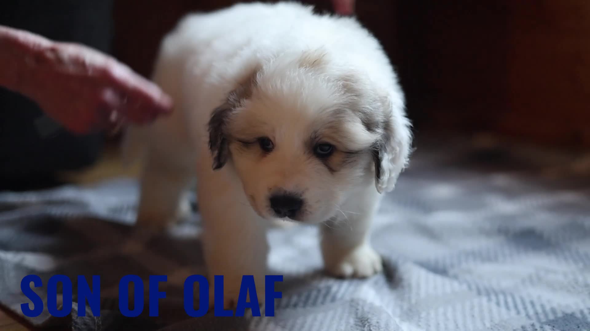 Pyrenean Mountain Dog dogs for sale: Pyrenean Mountain Puppies - Video 3