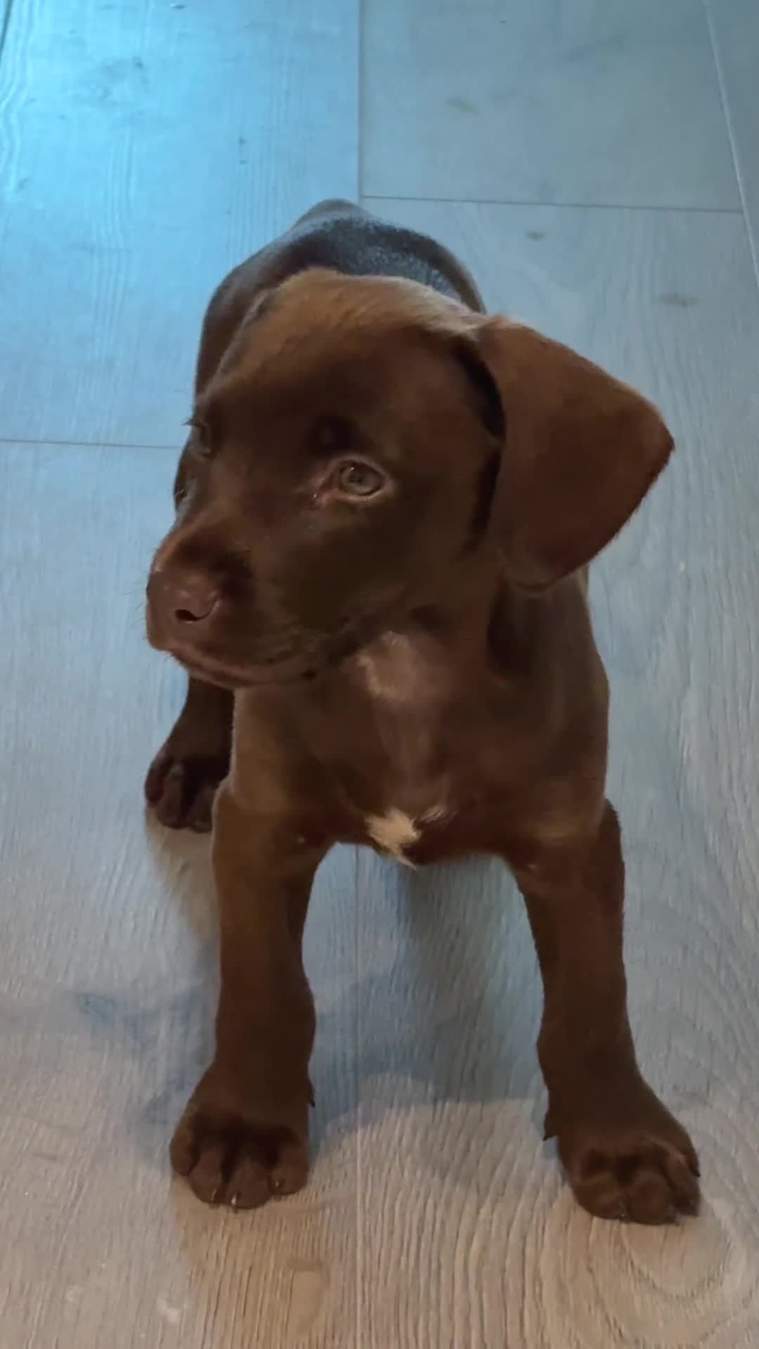 Cockerdor dogs for sale: 9 Week Old Lab- Spaniel Puppy - Video 1