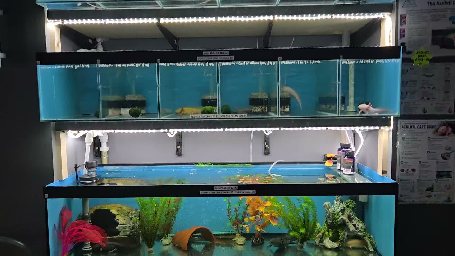 Axolotl reptiles for sale: Small And Big Axolotl @ Tameside Aquatics! 💙 - Video 1