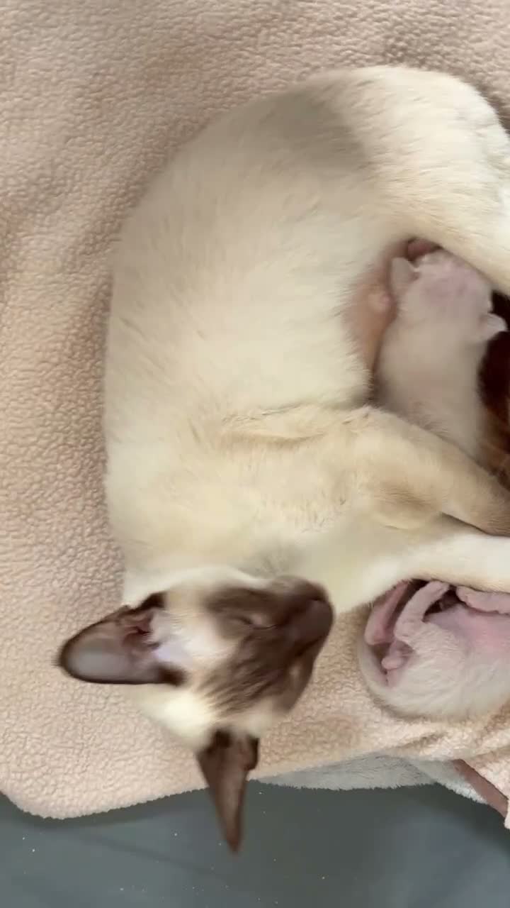 Siamese cats for sale: Siamese Kittens  Perfect  **  Edition in Chester - Video 1
