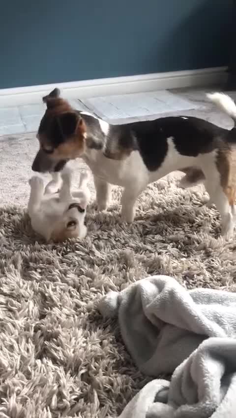 Jack Russell dogs for sale: Jack Russell looking for a loving home  - Video 1