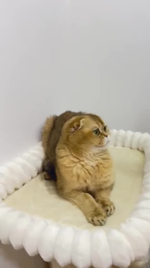 Scottish Fold cats for sale: Cute 🥰 Scottish fold TICA register  - Video 2