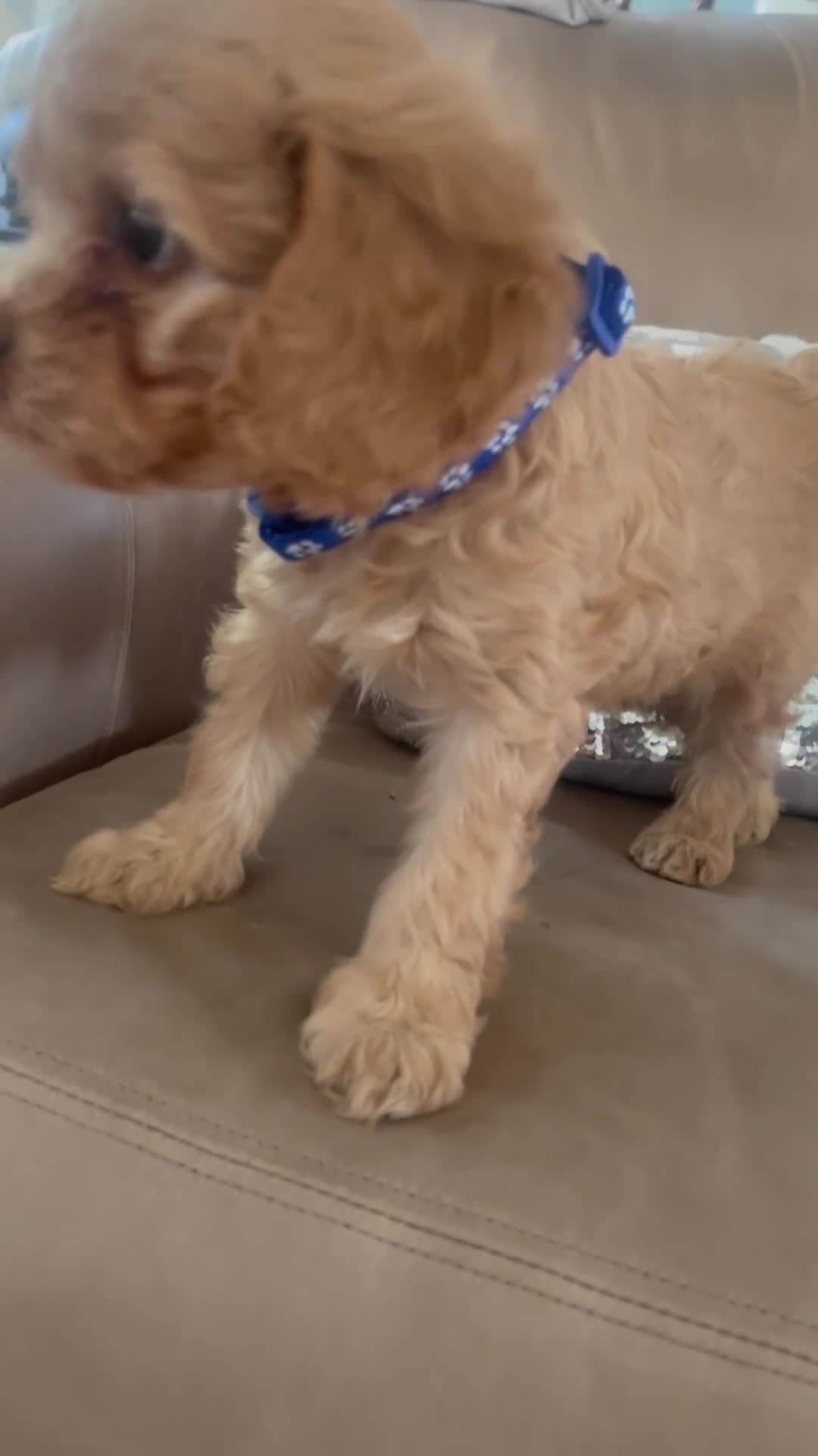 Cavapoo dogs for sale: Cavapoo puppies MALE stunning and cuddly  - Video 2