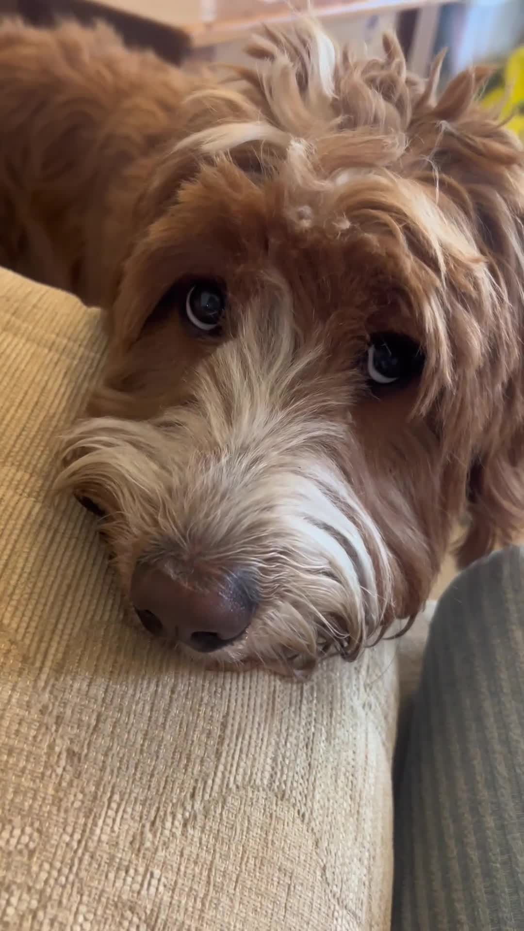 Labradoodle dogs for stud: *Health Checked* Stunning Fox Red Labradoodle Stud - Video 1