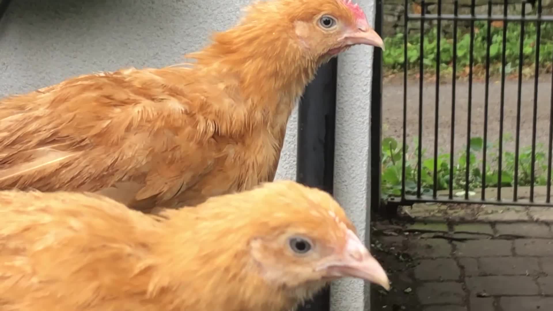Chickens poultry for sale: Orpington Pullets and Cockerels Various Ages  - Video 1