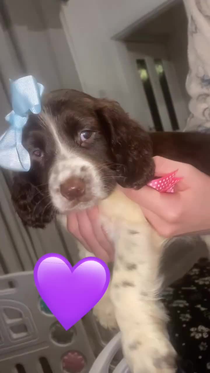 Sprocker dogs for sale: Sprocker spaniel puppy’s  - Video 2
