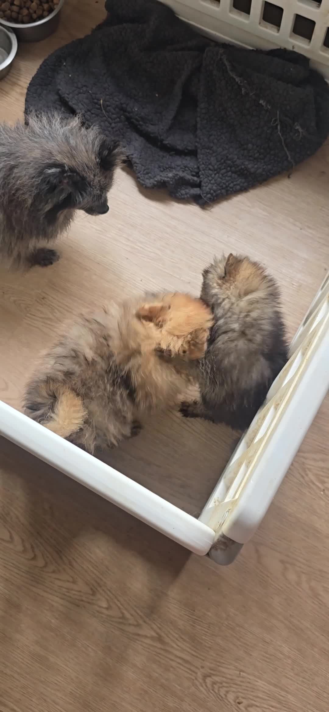 Pomeranian dogs for sale: Beautiful merle carrying girl poms - Video 1