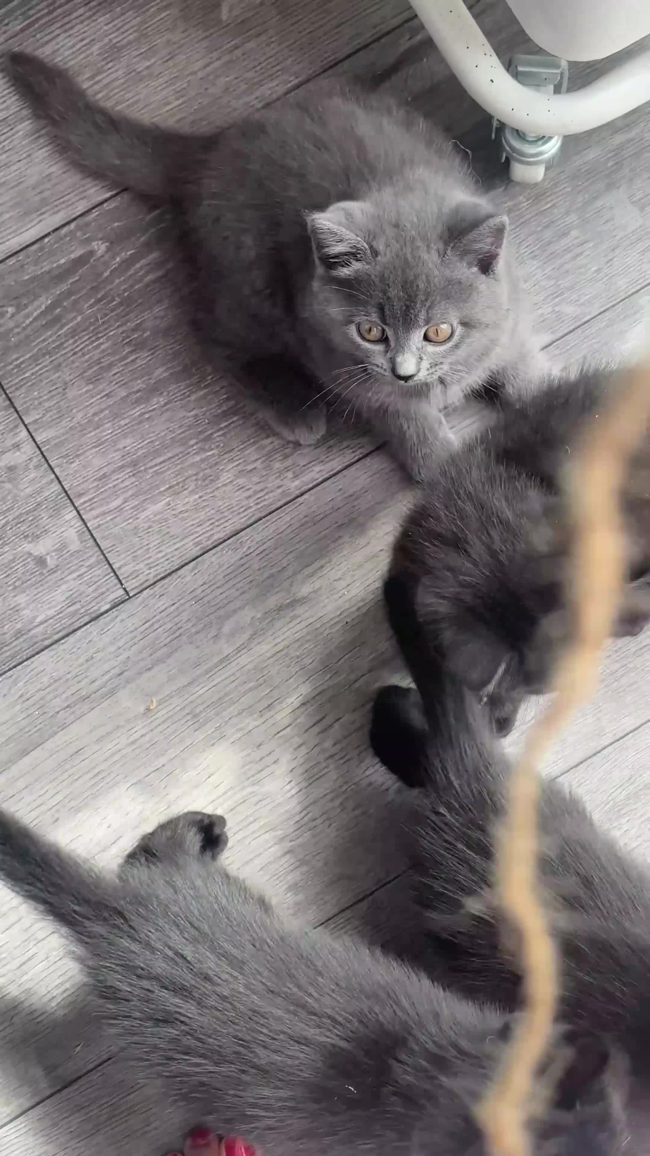 British Shorthair cats for sale: ♥️ Endearing lil British shorthair/Bombay kittens  - Video 1