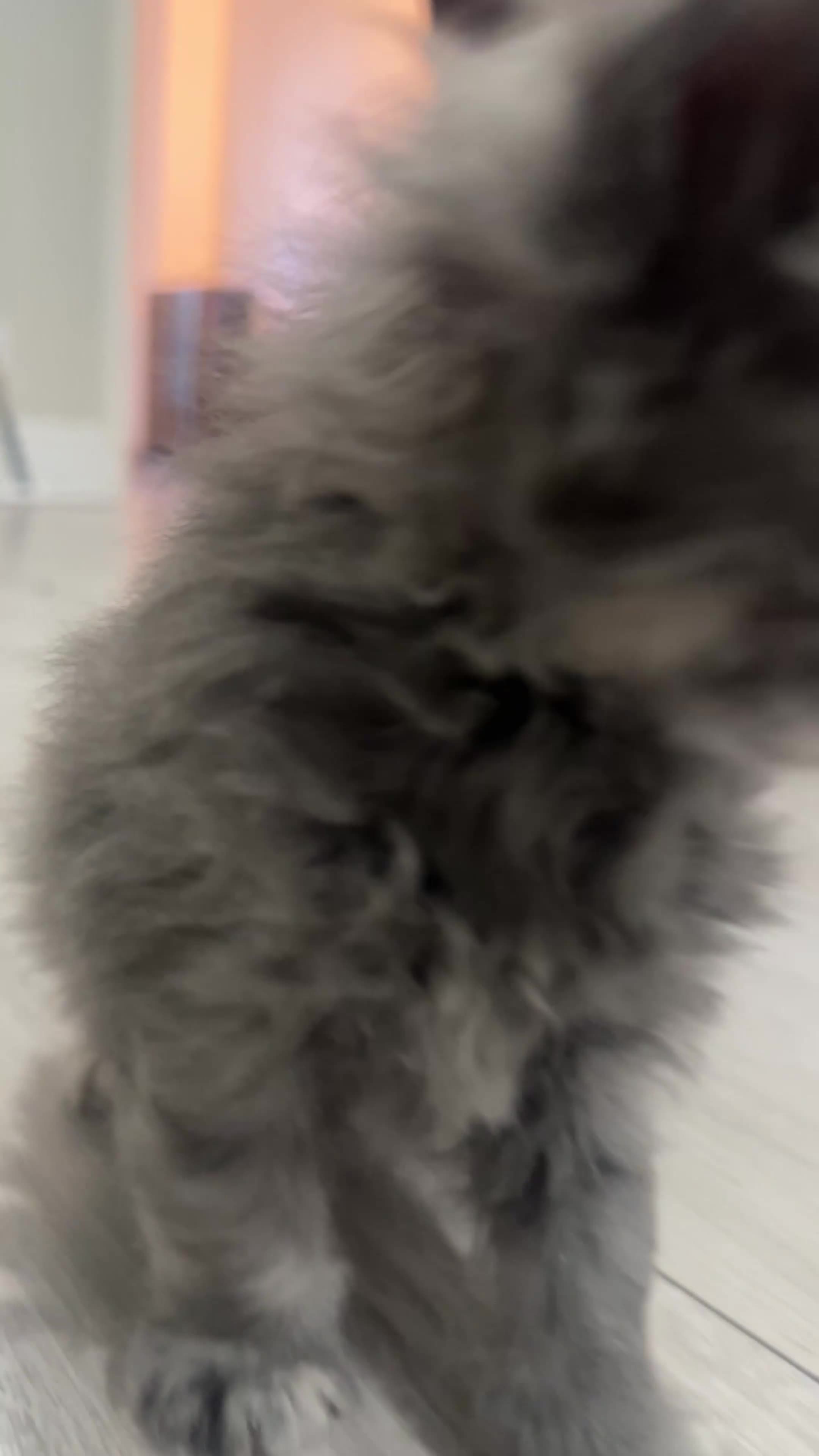 Maine Coon cats for sale: Stunning TICA Registered Maine Coon Kittens - Video 5