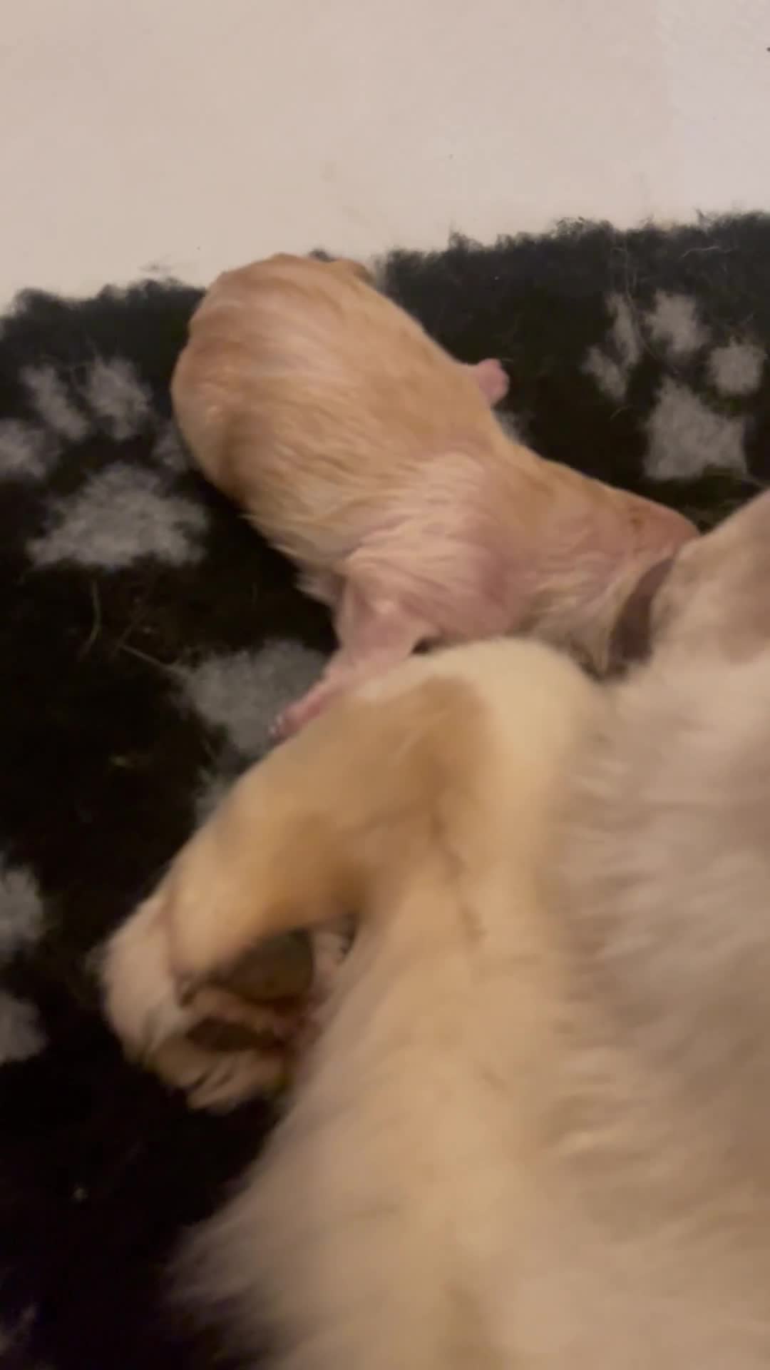 Chow Chow dogs for sale: Chow chows for sale 3k champion bloodline  - Video 3