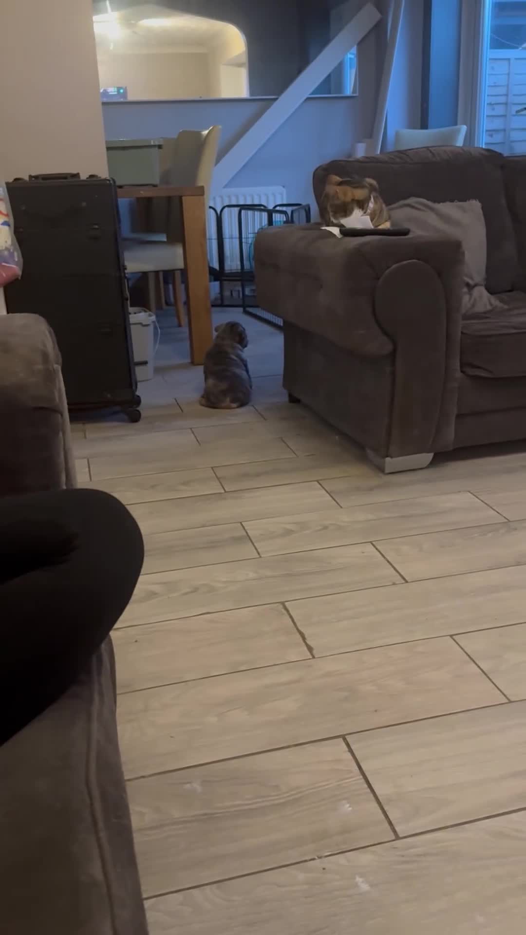 English Bulldog dogs for sale: Bettie & 007 babies short compact   - Video 2