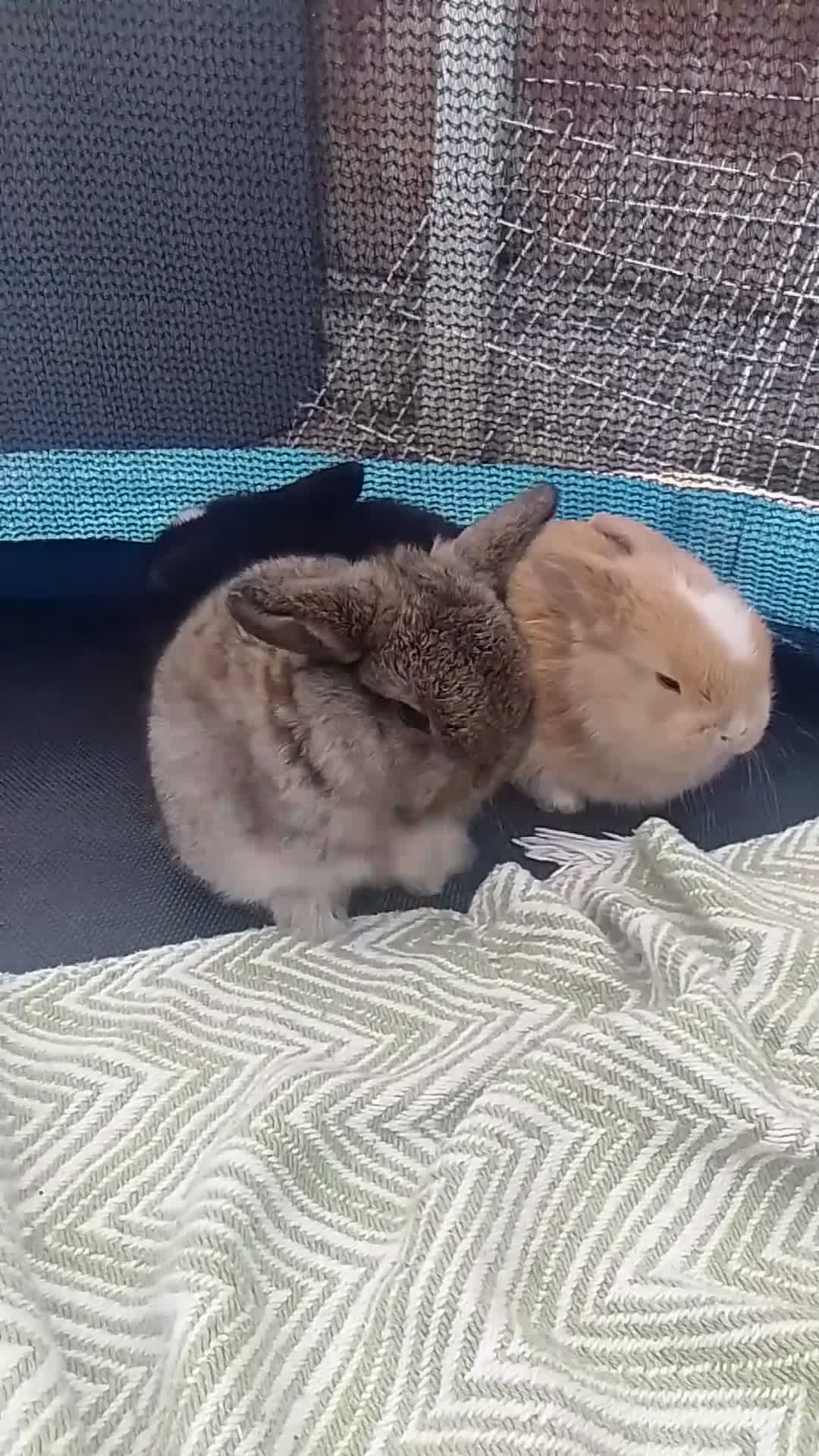 Mini Lop rabbits for sale: Beautiful Mini Lop bunnies  - Video 2