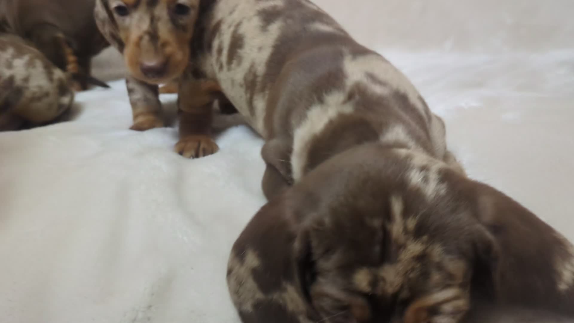 Dachshund dogs for sale: beautiful miniature dachshund puppies - Video 2