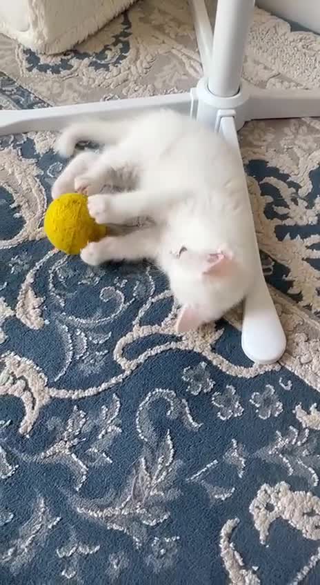 British Shorthair cats for sale: 3 Beautiful British Kittens - Video 2