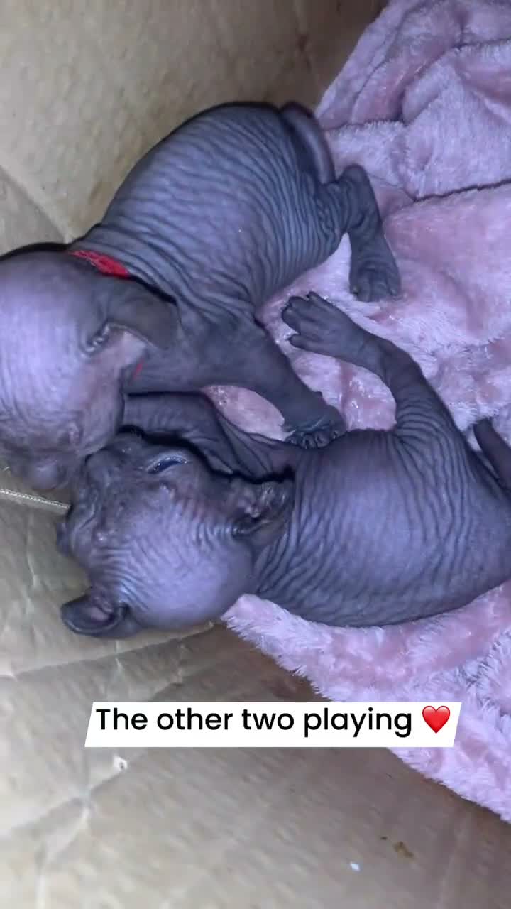 Sphynx cats for sale: Beautiful sphynx kittens  in Blackburn - Video 3