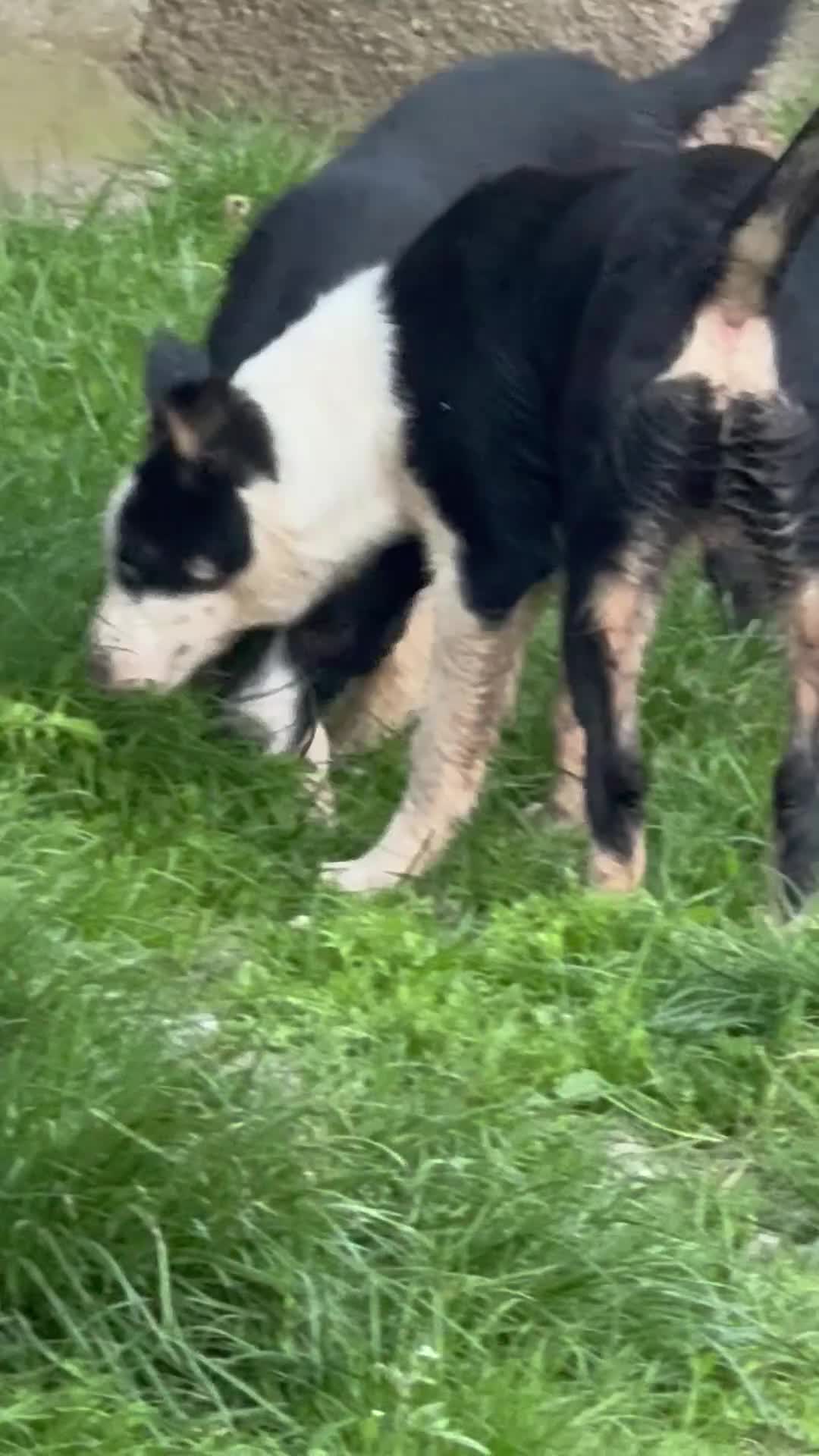 Border Collie dogs for sale: 2 X Male Welsh border collie pups in Crickhowell - Video 4