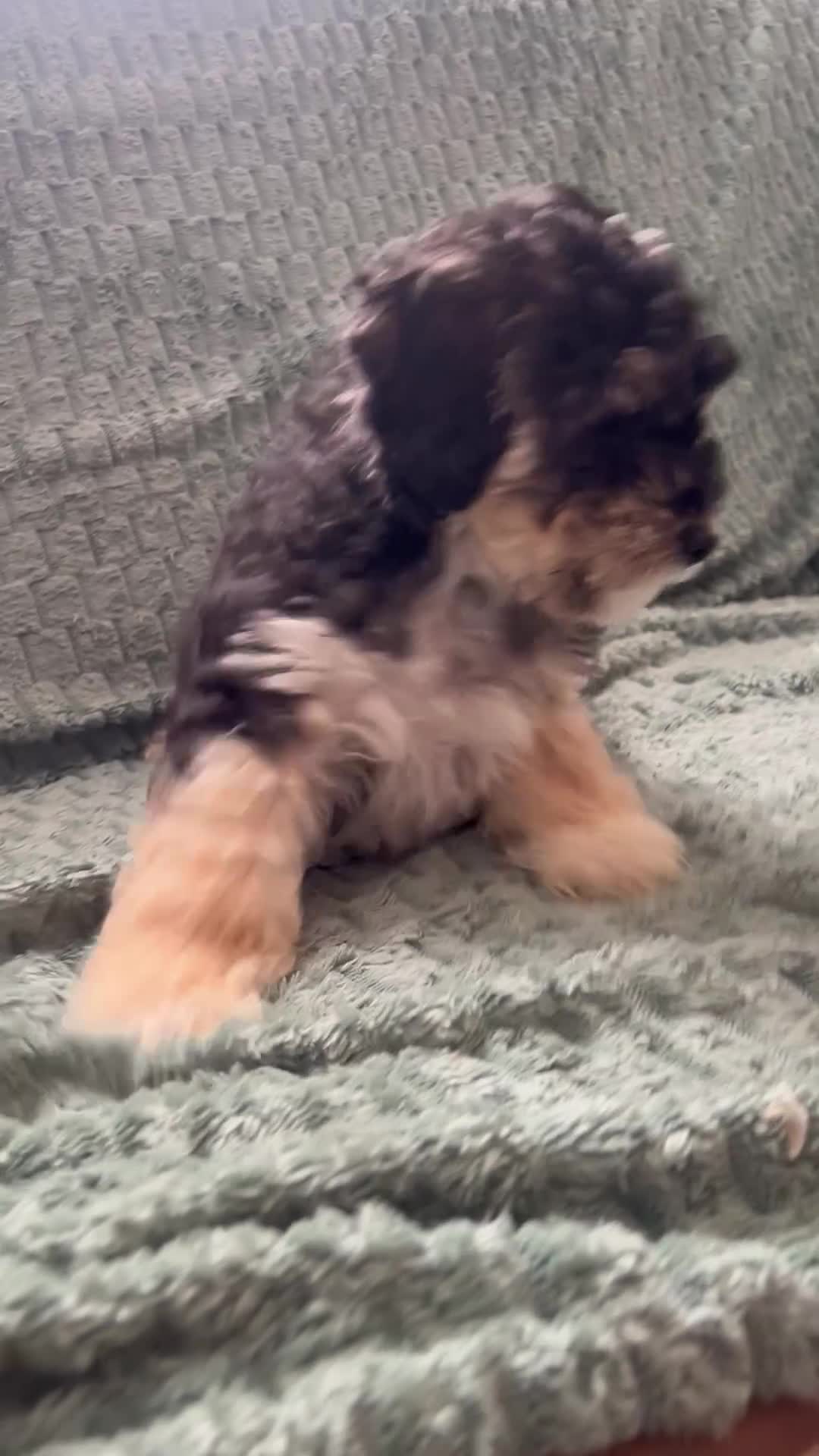 Australian Labradoodle dogs for sale: Ready to go 🐶🐶 only one Girl left !! - Video 1