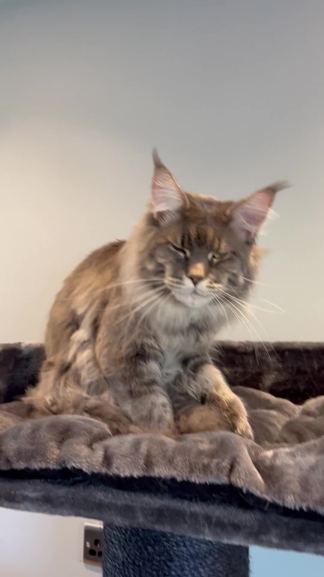Maine Coon cats for sale: XL Russian Cubs 🇷🇺❤️ - Video 2