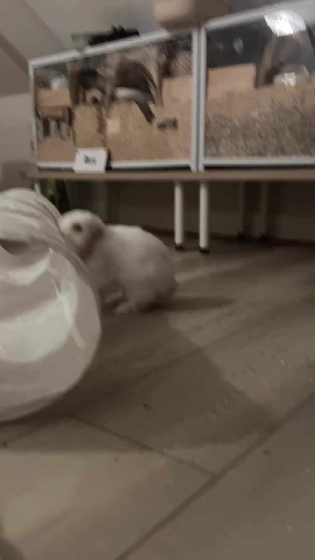 Mini Lop rabbits for sale: Mini Lop Bunny - Mickey - Video 3