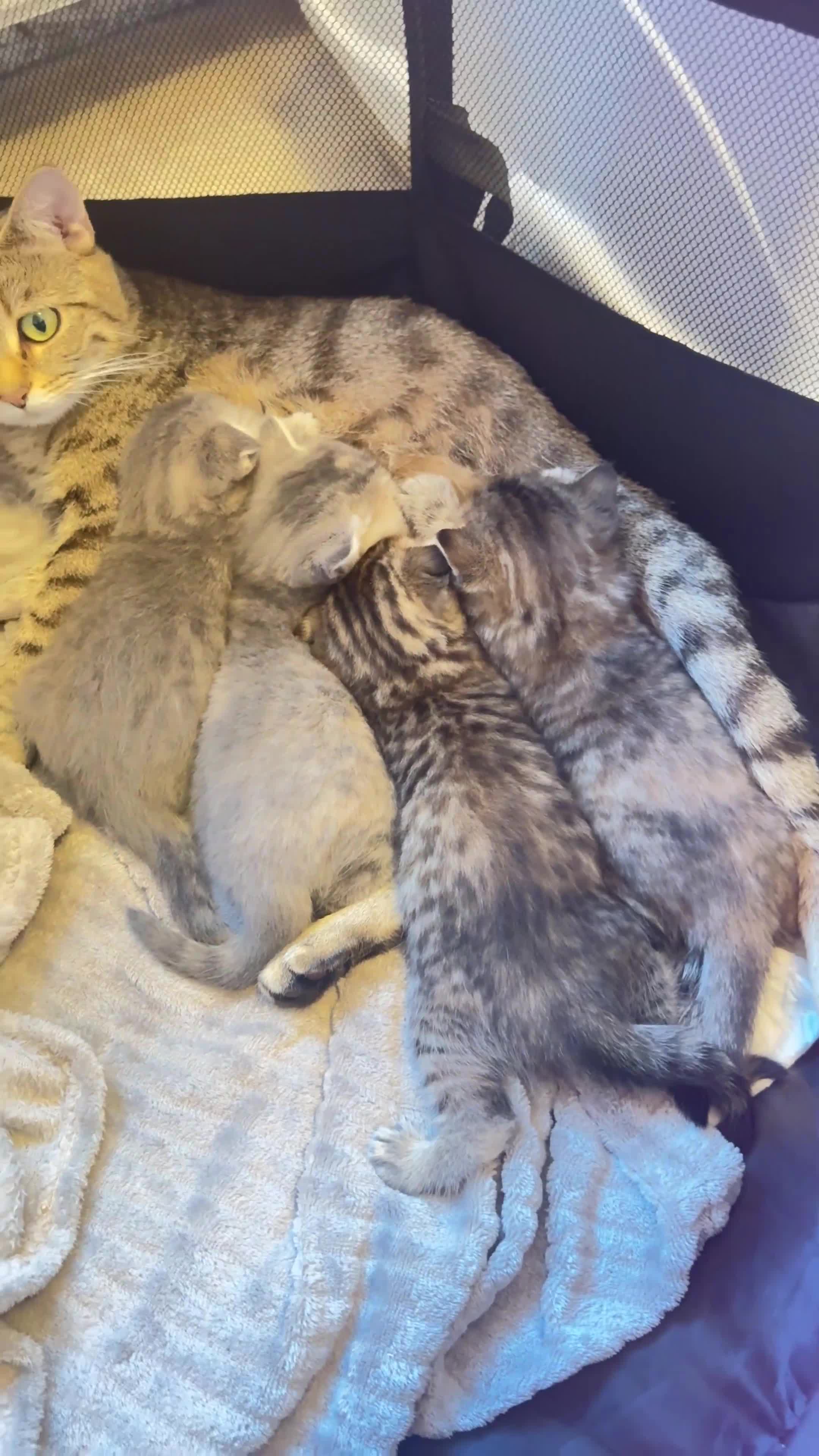 Scottish Fold cats for sale: Scottish fold / Straight kittens  in Nottingham - Video 3