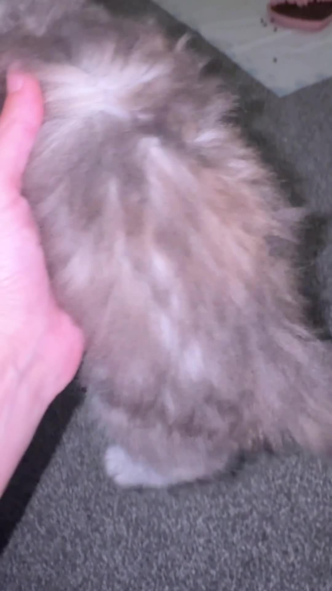 Maine Coon cats for sale: Pure mainecoon kittens DNA health tested parents.  - Video 2