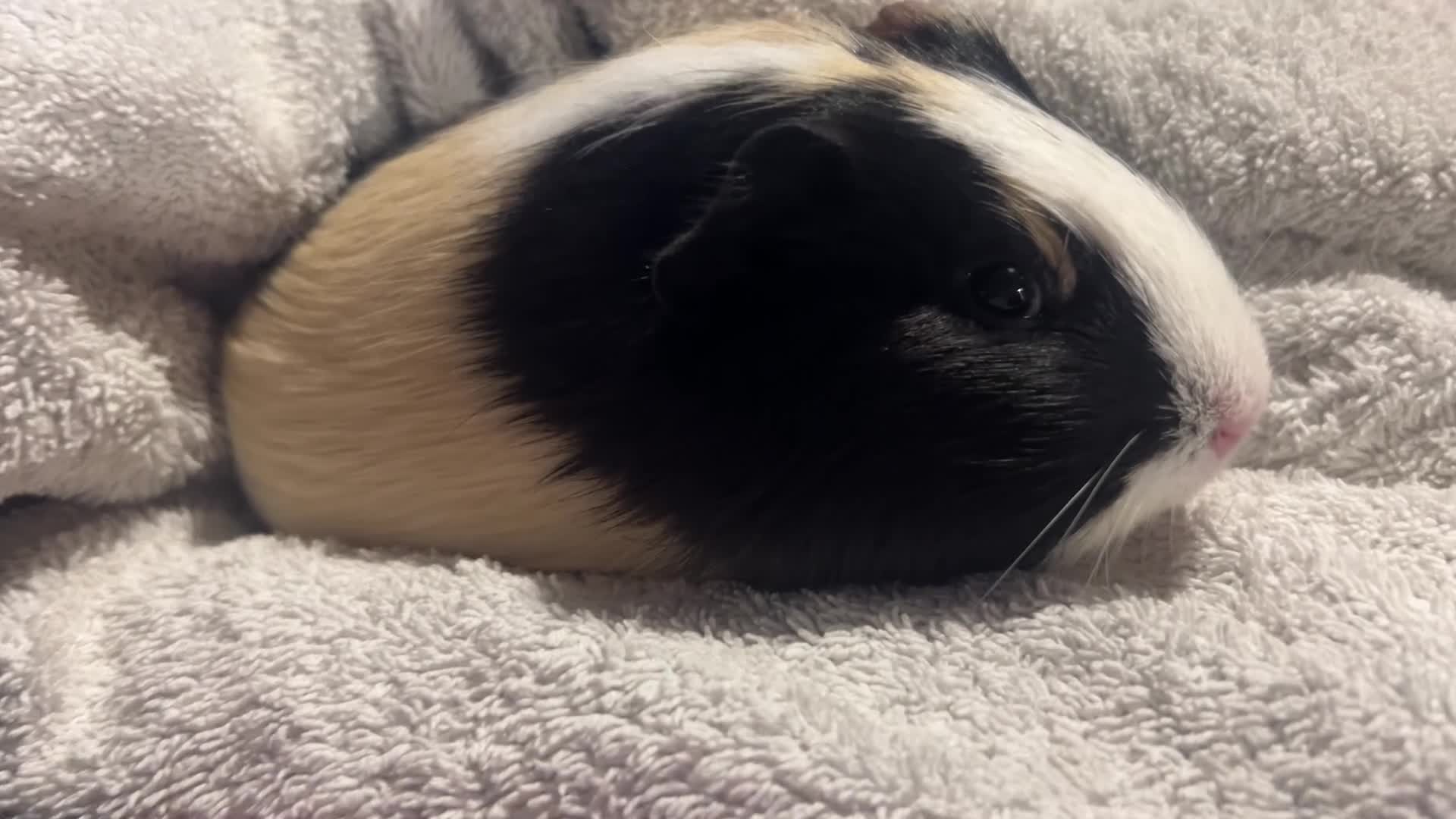 Guinea Pig rodents for sale: 2 bonded Female Guinea Pigs - 9 months old  in Braintree - Video 1