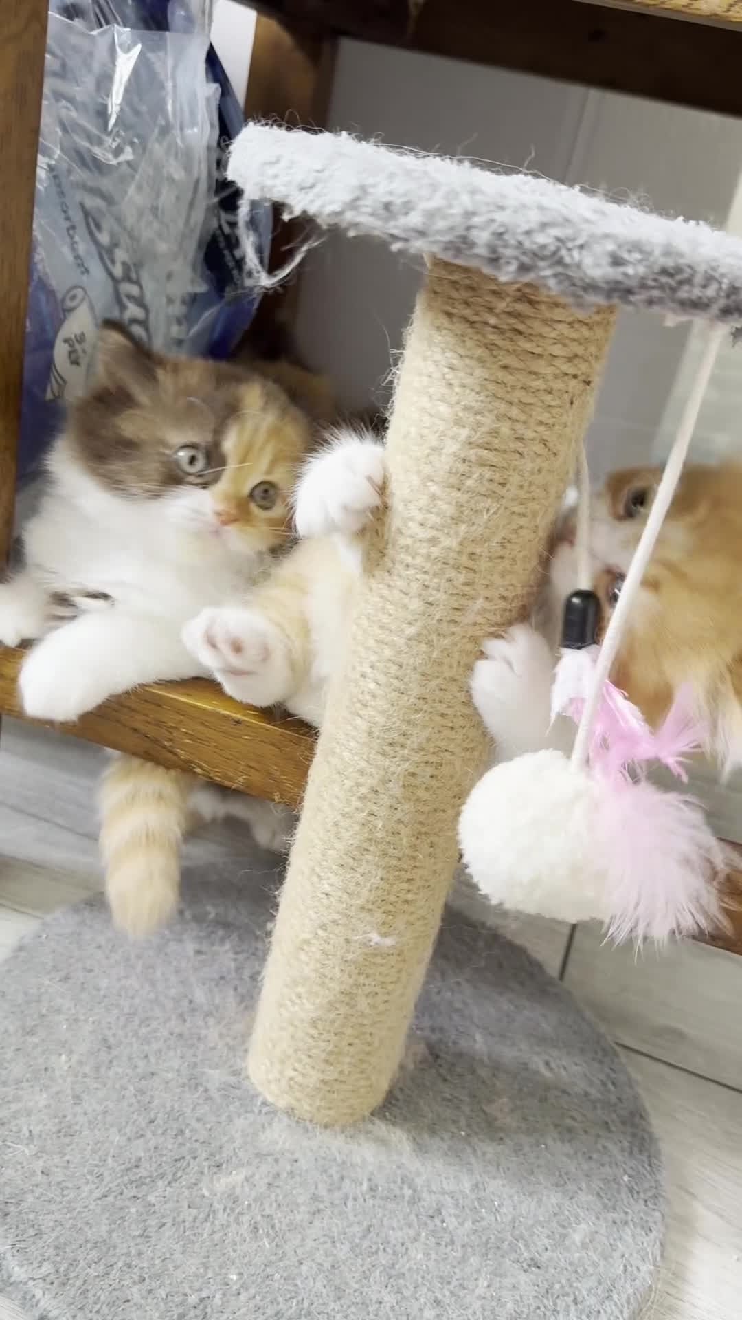 British Longhair cats for sale: Adorable British Longhair kittens - TICA registred - Video 4