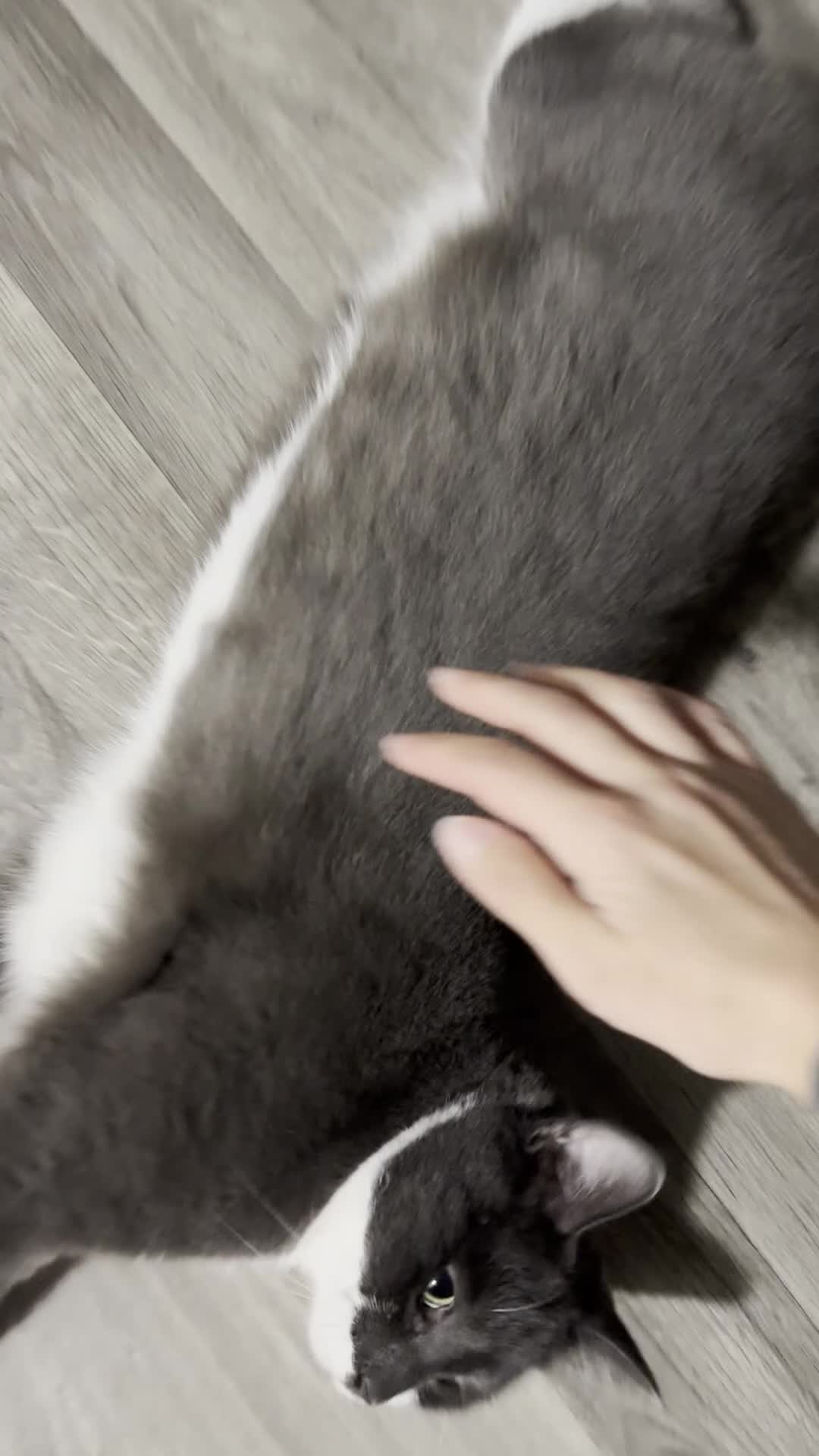 Domestic Shorthair cats for sale: Looking for a forever home for Mico🤍 - Video 3