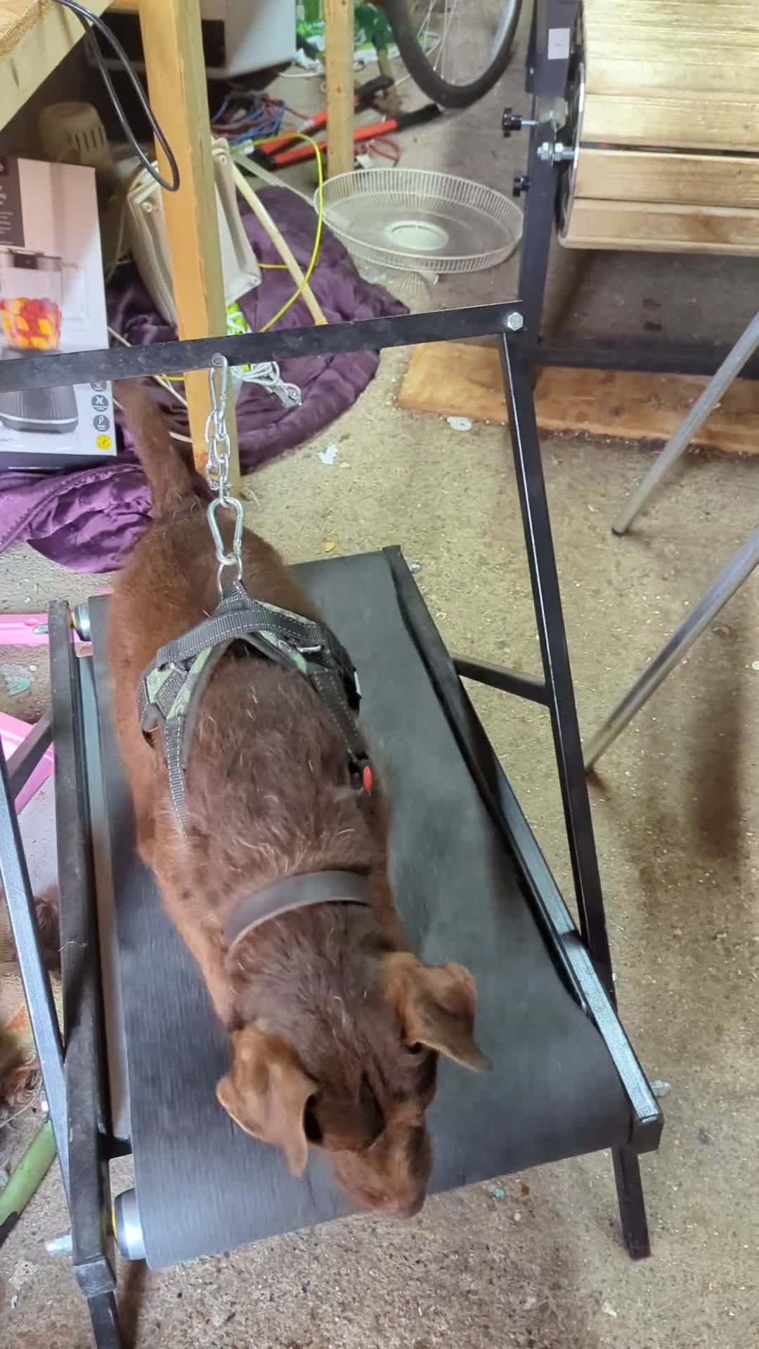 Patterdale Terrier dogs for stud: Vinnie up for stud proven - Video 1