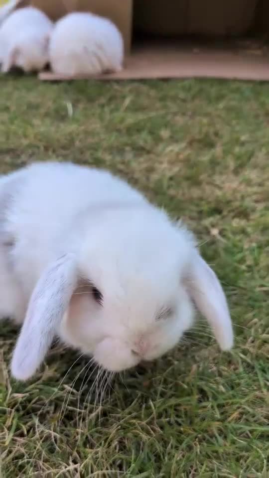 Mini Lop rabbits for sale: Mini lop rabbits  - Video 1